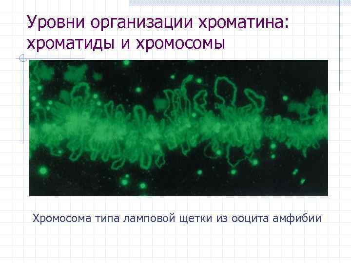 Уровни организации хроматина: хроматиды и хромосомы Хромосома типа ламповой щетки из ооцита амфибии 