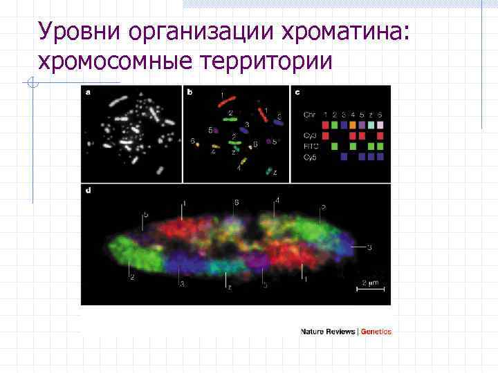 Уровни организации хроматина: хромосомные территории 