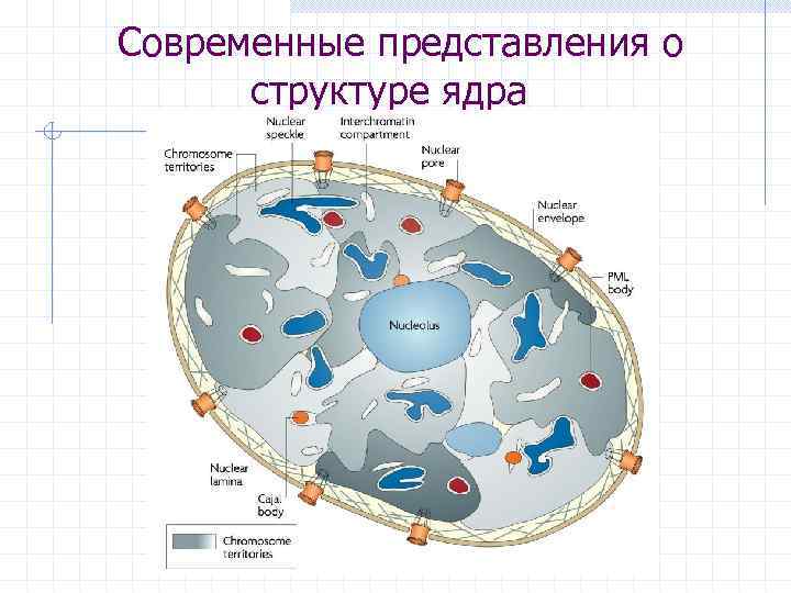 Современные представления о  структуре ядра 