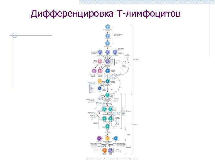 Дифференцировка Т-лимфоцитов 