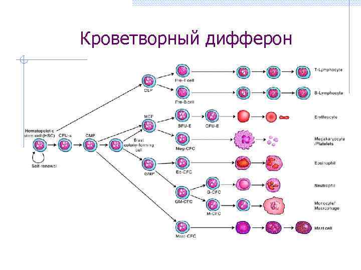 Кроветворный дифферон 