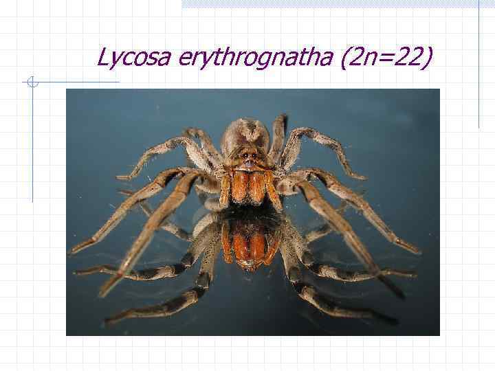 Lycosa erythrognatha (2 n=22) 
