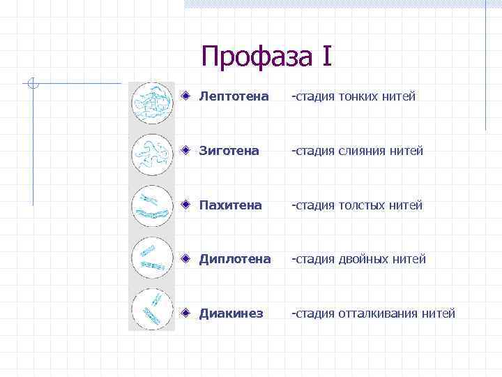 Профаза I Лептотена  -стадия тонких нитей  Зиготена  -стадия слияния нитей 