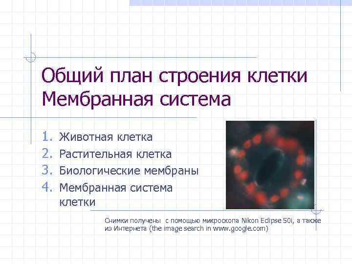 Общий план строения клетки Мембранная система 1.  Животная клетка 2.  Растительная клетка