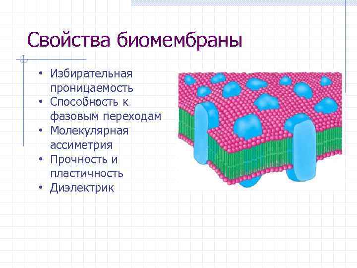 Свойства биомембраны  • Избирательная  проницаемость  • Способность к  фазовым переходам