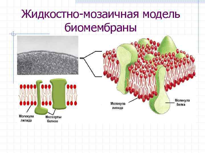 Жидкостно-мозаичная модель  биомембраны 
