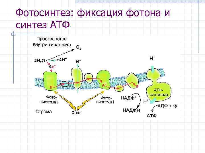 Фотосинтез: фиксация фотона и синтез АТФ 