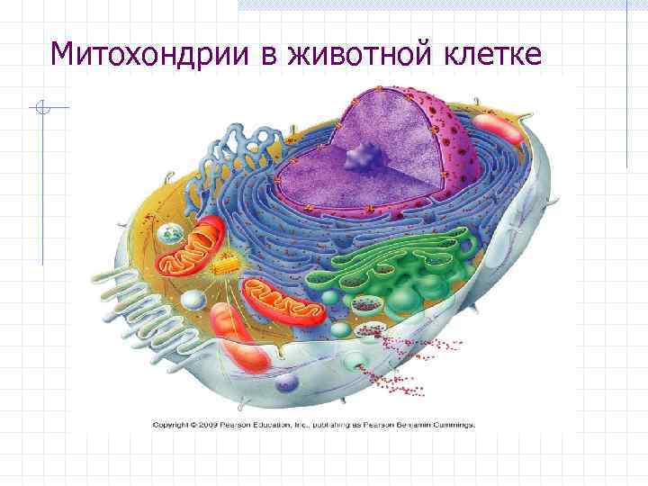 Митохондрии в животной клетке 