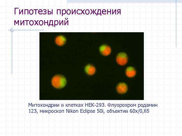 Гипотезы происхождения митохондрий  Митохондрии в клетках HEK-293. Флуорохром родамин  123, микроскоп Nikon