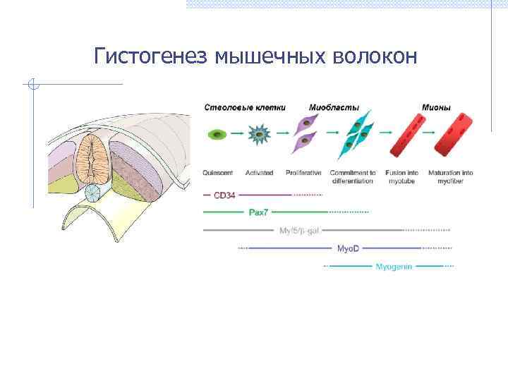 Гистогенез мышечных волокон 