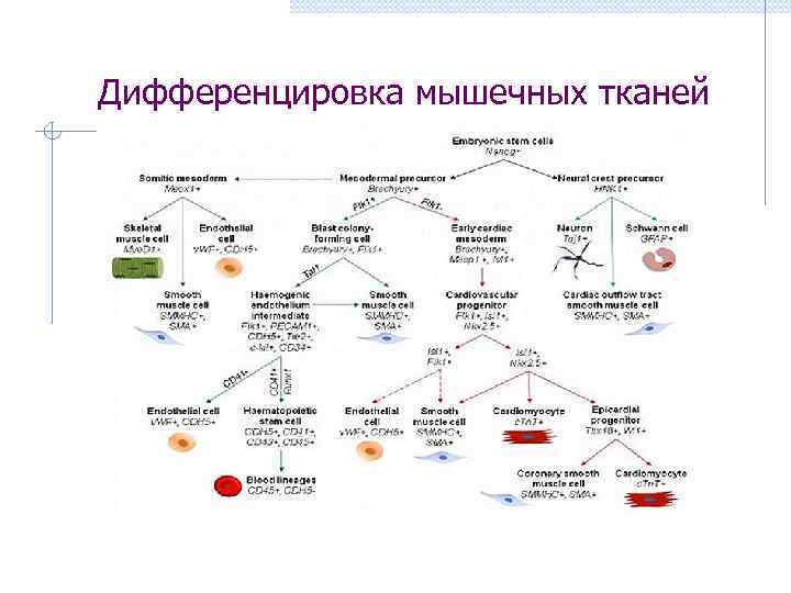  Дифференцировка мышечных тканей  