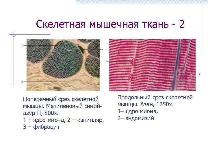   Скелетная мышечная ткань - 2 Поперечный срез скелетной  Продольный срез скелетной