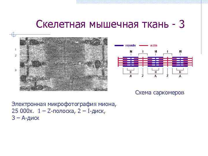   Скелетная мышечная ткань - 3     Схема саркомеров Электронная