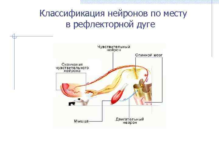 Классификация нейронов по месту в рефлекторной дуге 