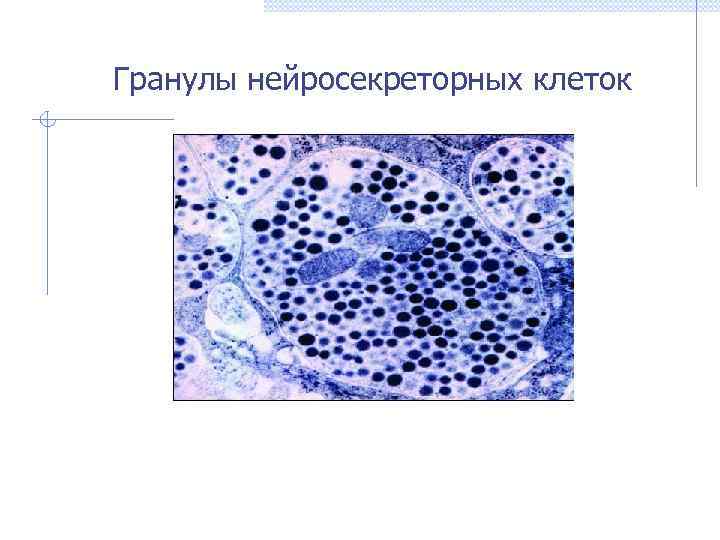 Гранулы нейросекреторных клеток 