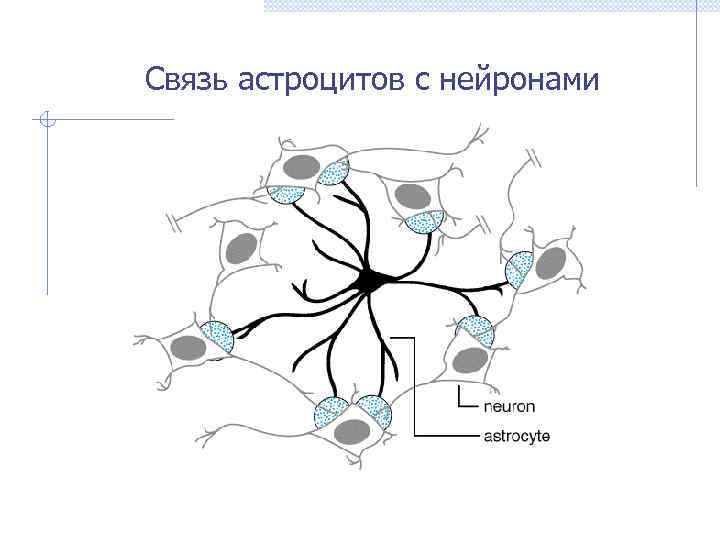 Связь астроцитов с нейронами 