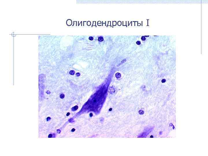 Олигодендроциты I 