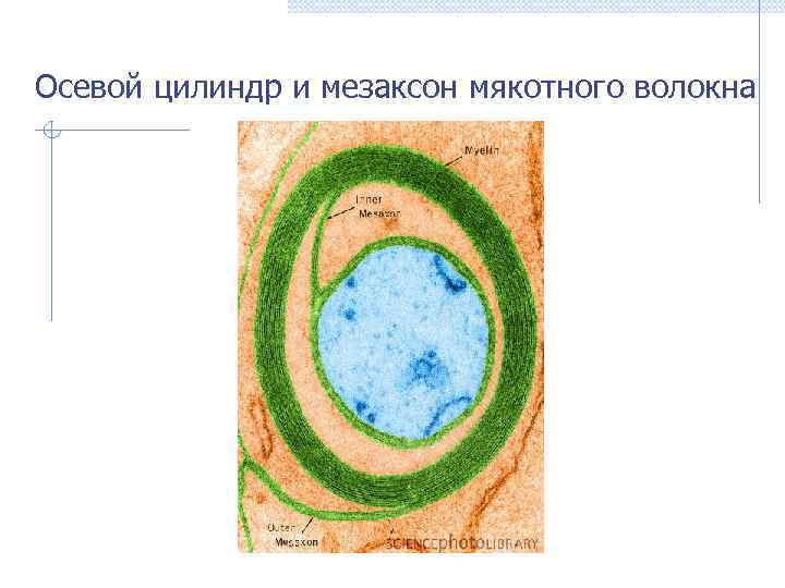 Осевой цилиндр и мезаксон мякотного волокна 