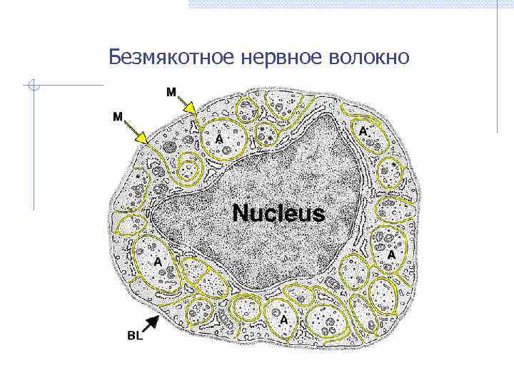 Безмякотное нервное волокно 