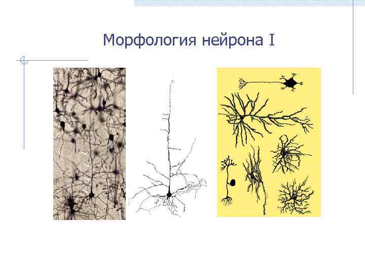 Морфология нейрона I 
