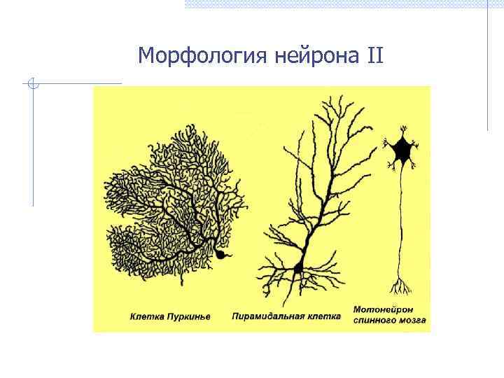 Морфология нейрона II 