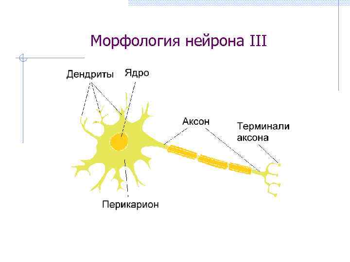 Морфология нейрона III 