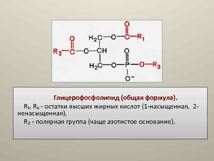 Глицерофосфолипид (общая формула). R₁, R₂ - остатки высших жирных кислот Глицерофосфолипид (общая формула). R₁, R₂ - остатки высших жирных кислот