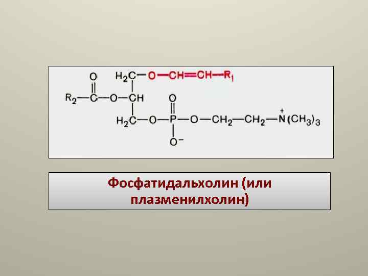 Фосфатидальхолин (или плазменилхолин) Фосфатидальхолин (или плазменилхолин)