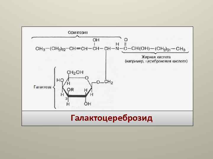 Галактоцереброзид Галактоцереброзид