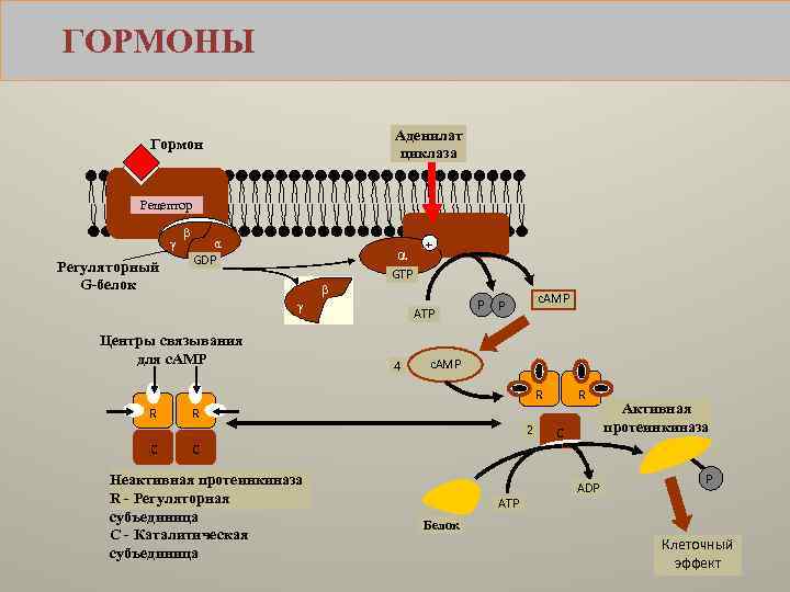 Пептидные гормоны презентация