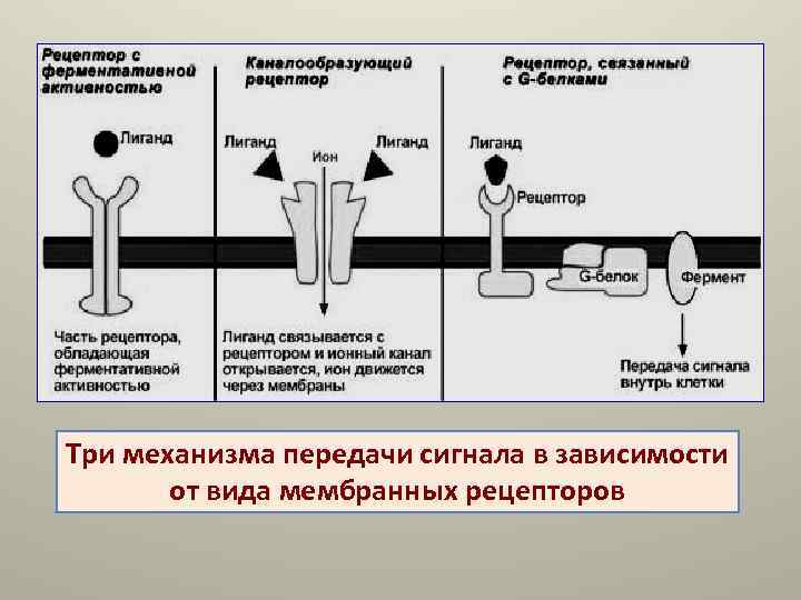 Внутренние рецепторы. Типы мембранных рецепторов. Строение мембранного рецептора. Мембранные рецепторы биохимия. Механизмы активации мембранных рецепторов.