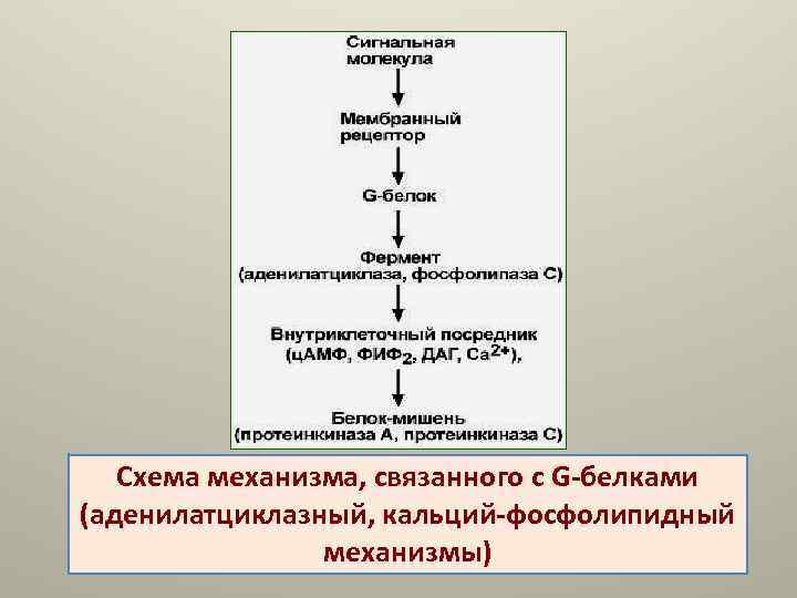 Омега 3 Фосфолипидная Форма Купить