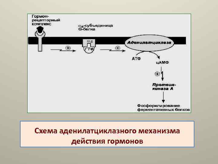 Аденилатциклазная система схема