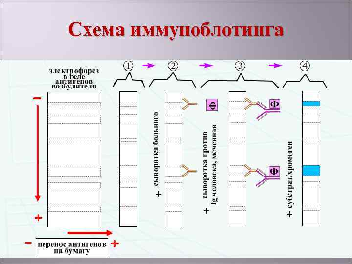 Схема иммуноблотинга 