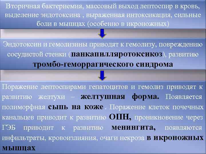 Вторичная бактериемия, массовый выход лептоспир в кровь, выделение эндотоксина , выраженная интоксикация, сильные 