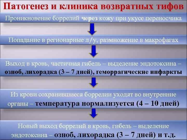 Схема патогенеза брюшного тифа