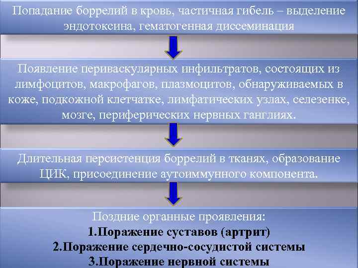 Попадание боррелий в кровь, частичная гибель – выделение   эндотоксина, гематогенная диссеминация Появление