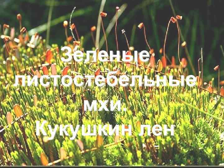   Зеленые листостебельные  мхи. Кукушкин лен 