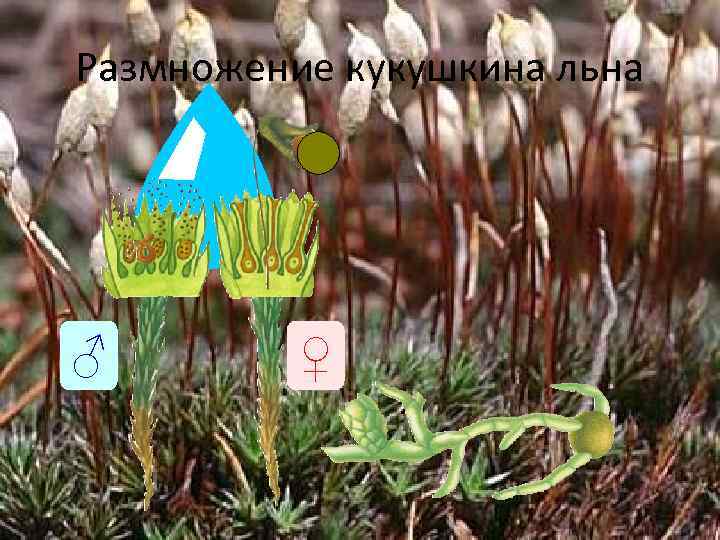 Размножение кукушкина льна ♂   ♀ 