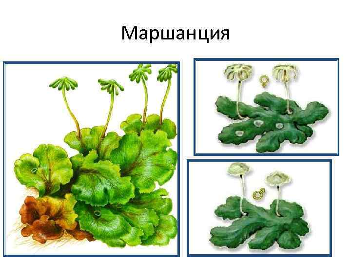Маршанция 