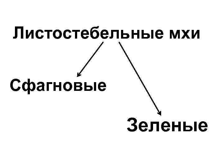 Листостебельные мхи  Сфагновые   Зеленые 