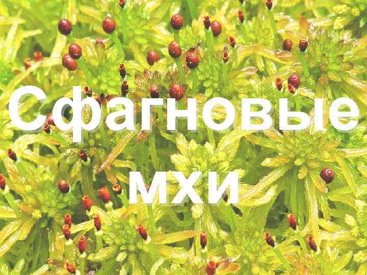 Сфагновые мхи 