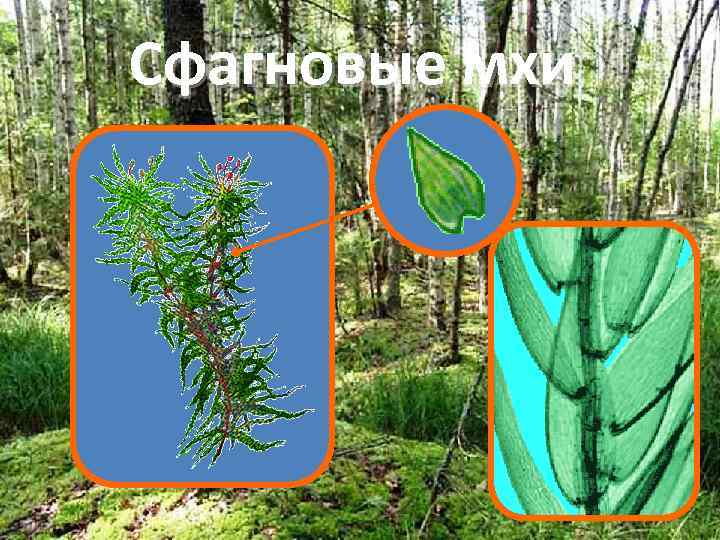 Сфагновые мхи 