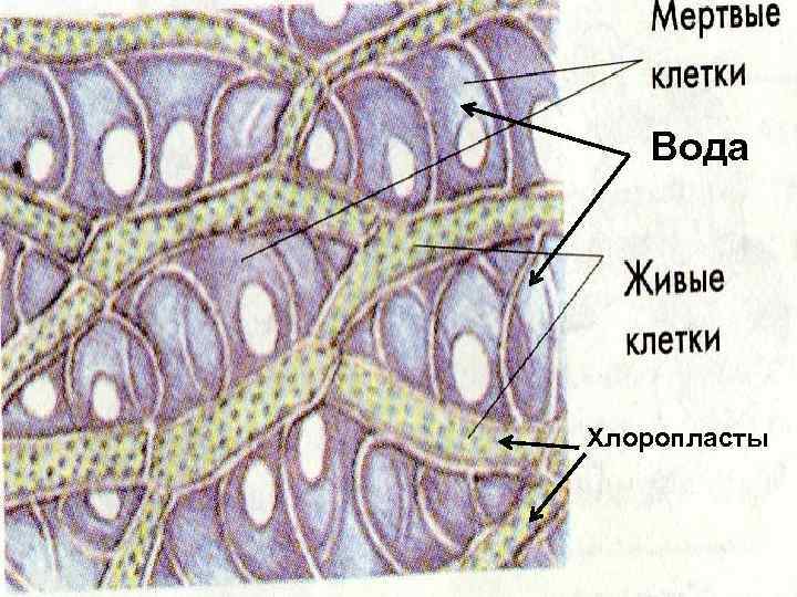Ткани из мертвых клеток. Мертвые клетки сфагнума. Мертвые клетки мхов. Мертвые клетки листа. Хлоропласты мха.