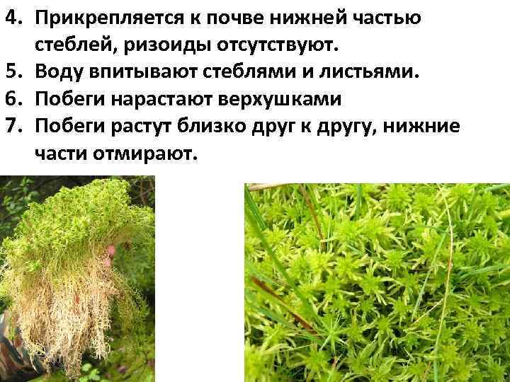 Мхи прикрепляются к почве