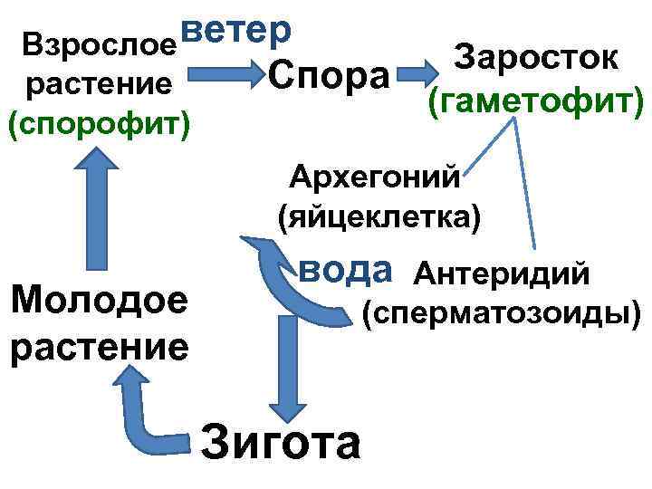 Взрослое ветер     Заросток растение Спора    (гаметофит) (спорофит)