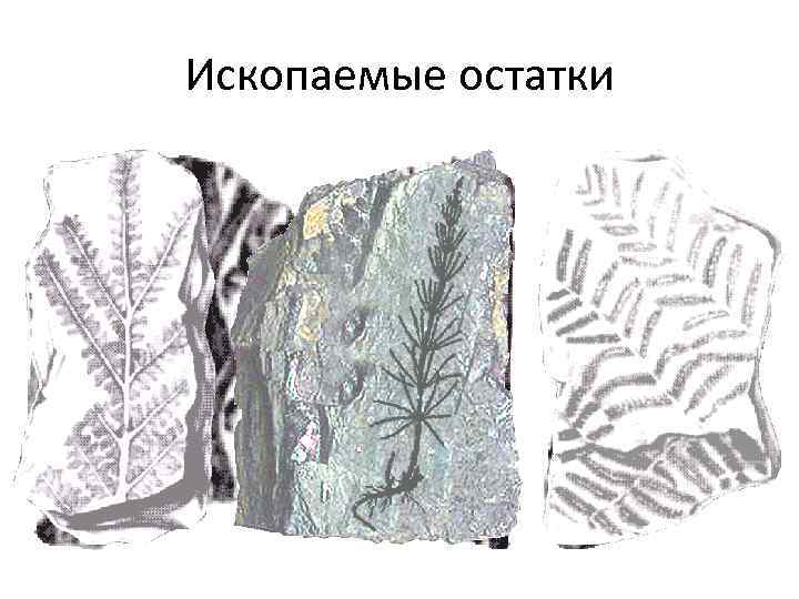 Ископаемые остатки 