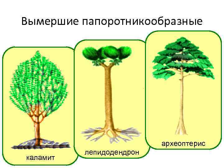 Вымершие папоротникообразные      археоптерис  лепидодендрон каламит 