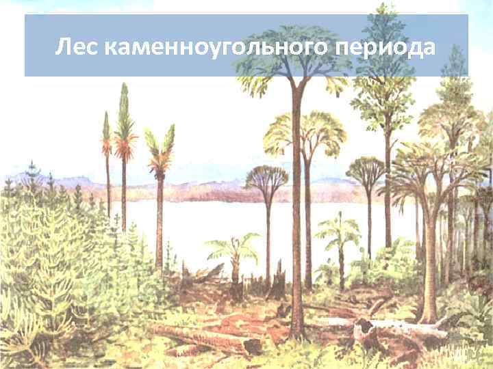 Лес каменноугольного периода 
