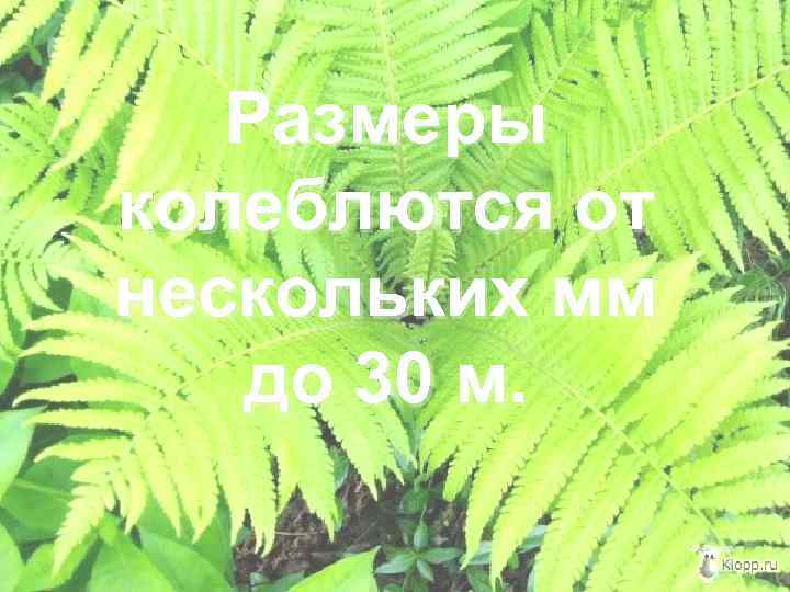   Размеры колеблются от нескольких мм  до 30 м. 